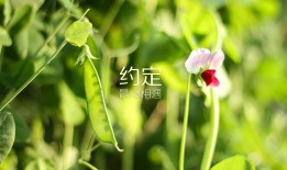 SEO网站优化工作的关键要点与实用技巧