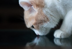 如何选择合适的外贸独立站建站公司