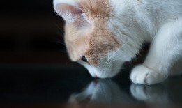 青岛免费建站技术解析与应用指南