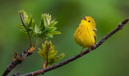 互联网络专用电脑的优化与应用