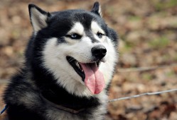 项城优质SEO网站优化服务推荐