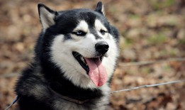 项城优质SEO网站优化服务推荐