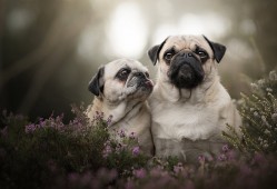 中国互联网络中心电脑版优化版