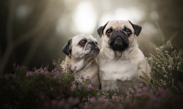 西安互联网发展新动态：中国互联网络最新资讯