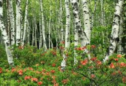 三一混凝土建站技术解析与应用