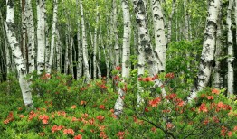 贵阳优质SEO网站优化服务公司推荐