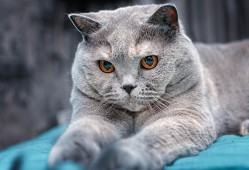 互联网络营销师资格认证