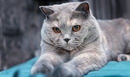 探索星空互联网络的无限可能