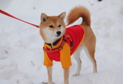 淄博建站技术优化与应用新视角