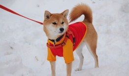 Windows环境下搭建网站的实用教程