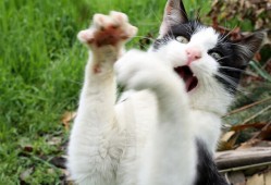 如何一步步完成域名建站操作