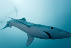 网站营销推广技巧与策略解析