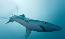 普联路由器网络故障的含义与解决方法