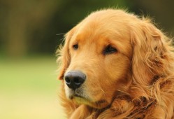 凡科建站无需技术也能轻松搭建网站