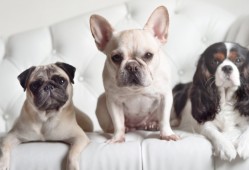 全球领先的美国互联网公司排名一览