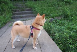 智能建站技术有哪些