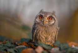 拼多多建站技术解析与应用