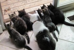 SEO与网站优化的核心差异解析