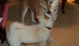 藁城区网站推广营销策略与实践