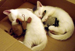 南京自助建站技术优势显著