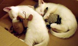 福田网站SEO优化系统全面升级，提升搜索引擎排名与流量转化