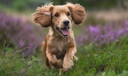 莱山区专业网站推广营销公司推荐