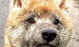 安阳SEO网站排名优化技巧与实战方法