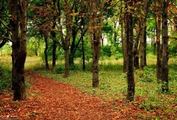 竹子建站技术支持服务