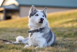 天津模板建站技术的优势与适用性分析