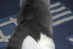 独立站技术建站专家小吴