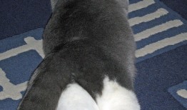 为什么产品不支持互联网连接