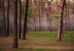 台湾网络日志的多元视角与社会影响