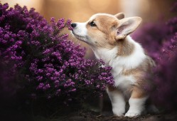 如何优化网站SEO效果的高效方法与技巧