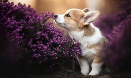 如何优化网站SEO效果的高效方法与技巧