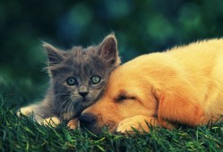 合肥建站技术解析与应用指南