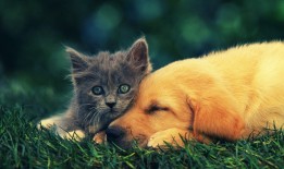 互联网的实际含义是什么