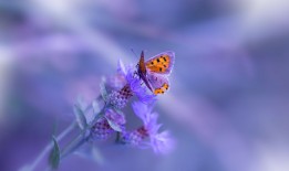 南京专业网站SEO优化服务平台