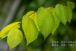 河南企业建站技术全解析