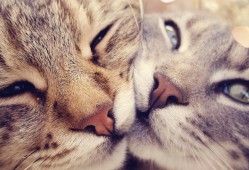 新手建站需要掌握哪些关键技术