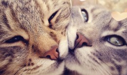 新手建站需要掌握哪些关键技术