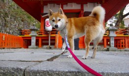 SEO网站优化与网络营销推广策略