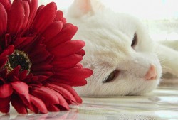 新闻营销平台推出全新乐云SEO服务