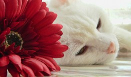 汕头模板网站推广与营销策略