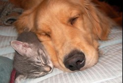 公司网站SEO基础优化策略与实施指南