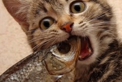 建站技术的核心优势与应用价值