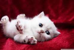 独立建站技术的种类与应用解析