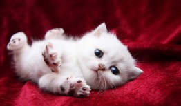 网络日志中的佼佼者