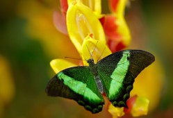 景洪网站SEO优化技巧与方法