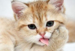 技术建站产品介绍与应用方案