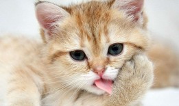 建站技术常见类型与示意图解析